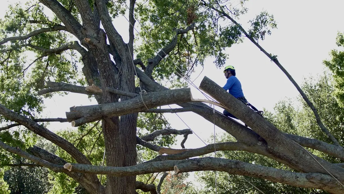 Professional Crown Thinning performed by certified arborists in Tampa