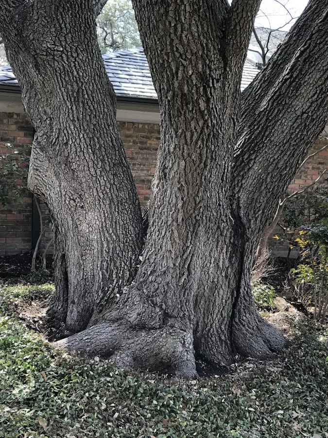 Mature heritage tree close to a Tampa property cared for by certified arborists