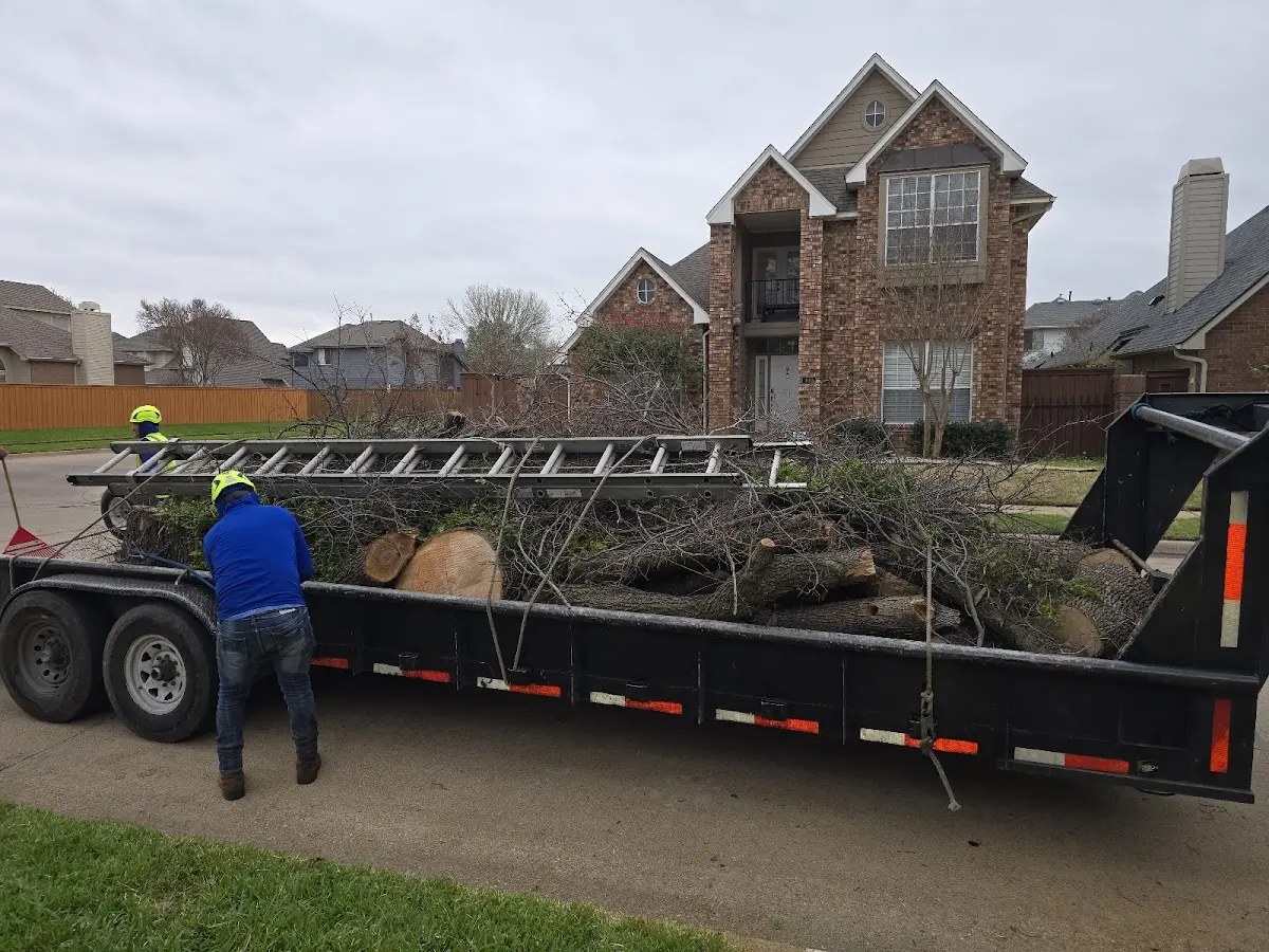 Expert Tree Fertilization with proper safety equipment in Tampa